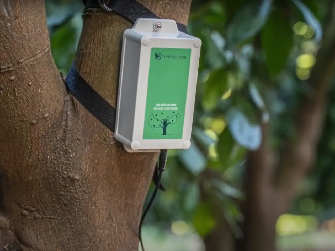 מכשיר ירוק מחובר לגזע עץ